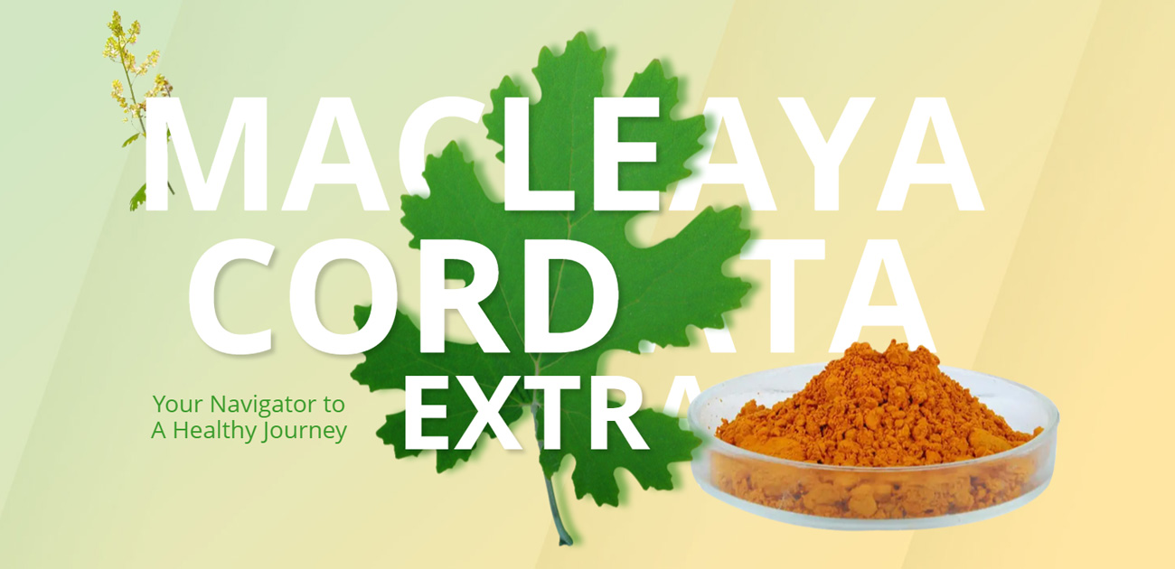 服務案例:Swift-bond